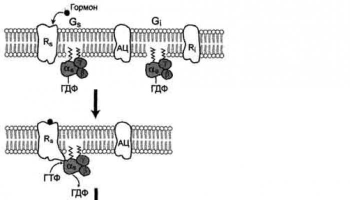 ตัวรับโปรตีน G  จีโปรตีน: บทนำ  เอนไซม์อะดีนิเลตไซเคลส ซึ่งกระตุ้นการเปลี่ยน ATP ไปเป็นแคมป์ ถือเป็นเอนไซม์สำคัญของระบบการถ่ายโอนสัญญาณอะดีนิเลตไซเคลส  Adenylate cyclase พบได้ในเซลล์ทุกประเภท
